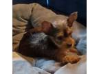 Yorkshire Terrier Puppy for sale in Horse Cave, KY, USA