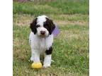 Labradoodle Puppy for sale in Terrell, TX, USA