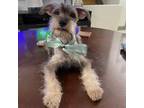 Schnauzer (Miniature) Puppy for sale in Miami, FL, USA