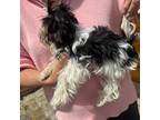 Biewer Terrier Puppy for sale in Lewis, CO, USA