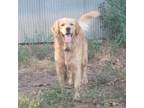 Golden Retriever Puppy for sale in Knoxville, AR, USA
