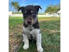 Mutt Puppy for sale in Boca Raton, FL, USA