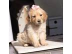 Golden Retriever Puppy for sale in Corona, CA, USA