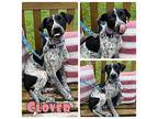 Clover - NN Pointer Puppy Female