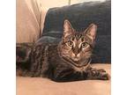 Wendy Domestic Shorthair Young Female