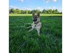 German Shepherd Dog Puppy for sale in Dundee, OH, USA