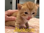 Jackson Domestic Shorthair Kitten Male