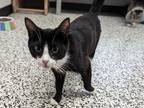 Mystra Domestic Shorthair Adult Female