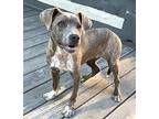 PUPPY CHARISMATIC CARLY Mountain Cur Young Female