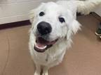 Snow Great Pyrenees Young Female