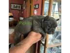 French Bulldog Puppy for sale in Lakefield, MN, USA