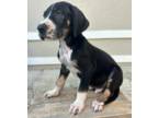 Great Dane Puppy for sale in Fort Myers, FL, USA