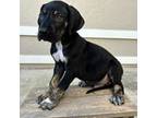 Great Dane Puppy for sale in Fort Myers, FL, USA