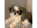 Shih Tzu Puppy for sale in Warm Springs, AR, USA