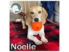 NOELLE Beagle Young Female
