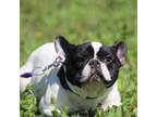 French Bulldog Puppy for sale in Waterville, MN, USA