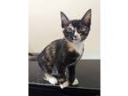 Gamora Domestic Shorthair Kitten Female