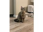 Dip Domestic Shorthair Young Male