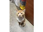 Cass Domestic Shorthair Young Male