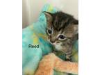 Reed Domestic Shorthair Kitten Male