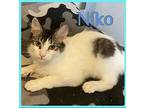 NIKO Domestic Longhair Kitten Male