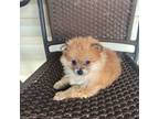 Pomeranian Puppy for sale in Dallas, TX, USA