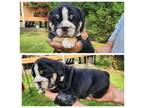 Bulldog Puppy for sale in Goldsboro, NC, USA