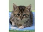 April Domestic Shorthair Kitten Female