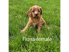 Cavapoo Puppy for sale in Rock Valley, IA, USA