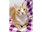 Whiskers, Domestic Shorthair For Adoption In Tierra Verde, Florida