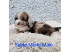 Mutt Puppy for sale in Poplar Grove, IL, USA