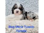 Mutt Puppy for sale in Poplar Grove, IL, USA