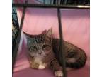 Sprout, Domestic Shorthair For Adoption In Batesville, Arkansas