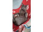 Basil, Russian Blue For Adoption In Plano, Texas