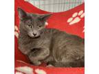 Sybil, Russian Blue For Adoption In Plano, Texas