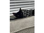Autumn, Domestic Shorthair For Adoption In Baltimore, Maryland