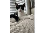 Asher, Domestic Shorthair For Adoption In Baltimore, Maryland