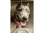 Iris *fta/hw+*, American Staffordshire Terrier For Adoption In Houston, Texas