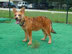 Solar, Terrier (unknown Type, Medium) For Adoption In Marble Falls, Texas