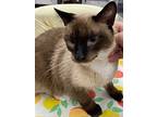 Ben, Siamese For Adoption In Athens, Tennessee