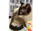 Jerry, Siamese For Adoption In Athens, Tennessee