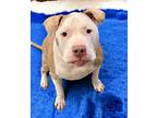 Bruschi, American Pit Bull Terrier For Adoption In Salem, New Hampshire