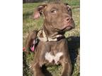 Brody, American Staffordshire Terrier For Adoption In Salem, New Hampshire