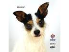 Winston, Terrier (unknown Type, Small) For Adoption In Tomball, Texas