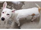 Ginger, American Pit Bull Terrier For Adoption In Roseville, California