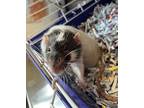 Bruno, Rat For Adoption In Lincoln, Nebraska