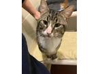 Special Agent Gumdrop, Domestic Shorthair For Adoption In Olympia, Washington