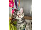 Gerald 6, Domestic Shorthair For Adoption In Campbell River, British Columbia