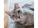 Kenzie #sweetcat, American Shorthair For Adoption In Houston, Texas