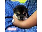 Shiba Inu Puppy for sale in Beulaville, NC, USA
